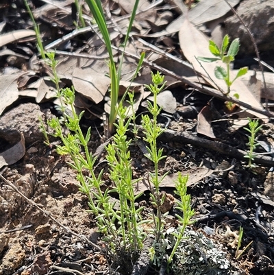 Galium gaudichaudii subsp. gaudichaudii at Hawker, ACT - 28 Sep 2025 by sangio7