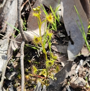 Drosera (genus) at Hawker, ACT - 28 Sep 2025 by sangio7