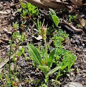 Plantago varia (Native Plaintain) at Hawker, ACT - 28 Sep 2025 by sangio7