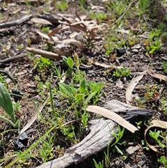 Plantago varia at Hawker, ACT - 28 Sep 2025 10:20 AM