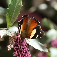 Vanessa itea (Yellow Admiral) at Yarralumla, ACT - 1 Oct 2025 by ChrisChapman