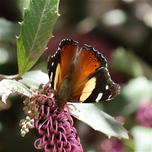 Vanessa itea (Yellow Admiral) at Yarralumla, ACT - 1 Oct 2025 by ChrisChapman