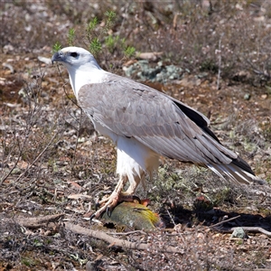 Icthyophaga leucogaster (White-bellied Sea-Eagle) at Googong, NSW - 1 Sep 2025 by jb2602