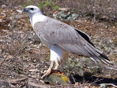 Icthyophaga leucogaster (White-bellied Sea-Eagle) at Googong, NSW - 1 Sep 2025 by jb2602