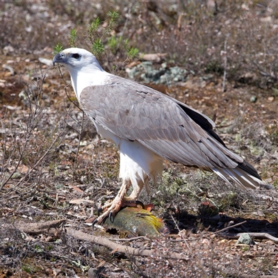 Icthyophaga leucogaster (White-bellied Sea-Eagle) at Googong, NSW - 1 Sep 2025 by jb2602