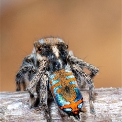 Maratus calcitrans (Kicking peacock spider) at Aranda, ACT - 1 Oct 2025 by amiessmacro