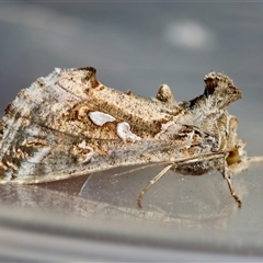 Chrysodeixis argentifera (Tobacco Looper) at Moruya, NSW - 1 Oct 2025 by LisaH