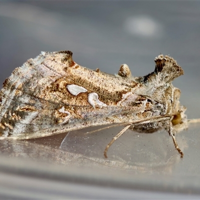 Chrysodeixis argentifera (Tobacco Looper) at Moruya, NSW - 1 Oct 2025 by LisaH