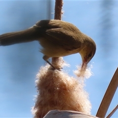 Acrocephalus australis (Australian Reed-Warbler) at Fyshwick, ACT - 29 Sep 2025 by RodDeb