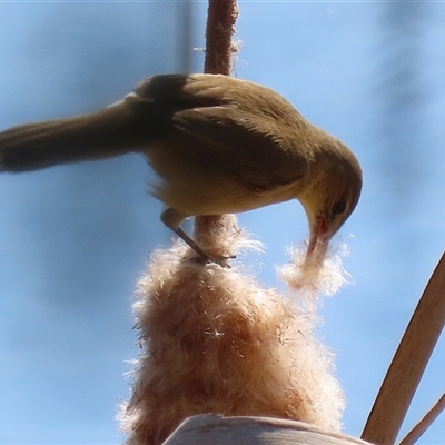 Acrocephalus australis (Australian Reed-Warbler) at Fyshwick, ACT - 29 Sep 2025 by RodDeb