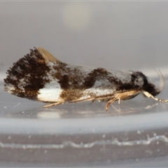 Machetis aphrobola (A Concealer moth (Barea Group)) by LisaH