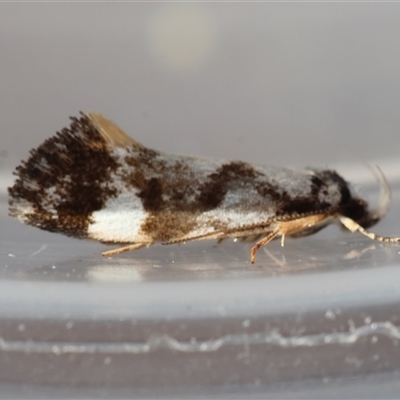 Machetis aphrobola (A Concealer moth (Barea Group)) at  - suppressed by LisaH