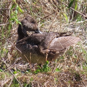 Stictonetta naevosa (Freckled Duck) at Fyshwick, ACT - 29 Sep 2025 by RodDeb