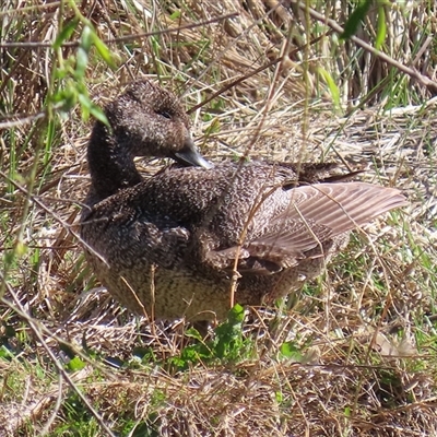 Stictonetta naevosa (Freckled Duck) at Fyshwick, ACT - 29 Sep 2025 by RodDeb