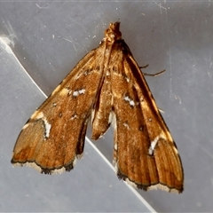 Musotima nitidalis (A Crambid moth) by LisaH