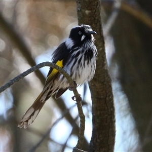 Phylidonyris novaehollandiae (New Holland Honeyeater) at Fyshwick, ACT - 29 Sep 2025 by RodDeb