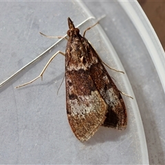 Uresiphita ornithopteralis (Tree Lucerne Moth) at Moruya, NSW - 30 Sep 2025 by LisaH