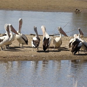 Pelecanus conspicillatus (Australian Pelican) at Fyshwick, ACT - 29 Sep 2025 by RodDeb