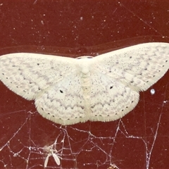 Scopula optivata (Varied Wave) at Moruya, NSW - 30 Sep 2025 by LisaH