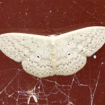 Scopula optivata (Varied Wave) at Moruya, NSW - 30 Sep 2025 by LisaH