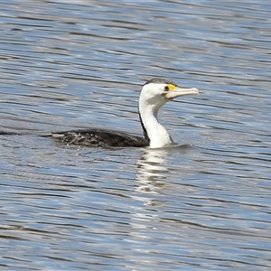 Phalacrocorax varius (Pied Cormorant) at Fyshwick, ACT - 29 Sep 2025 by RodDeb