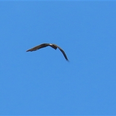 Circus approximans (Swamp Harrier) at Fyshwick, ACT - 29 Sep 2025 by RodDeb