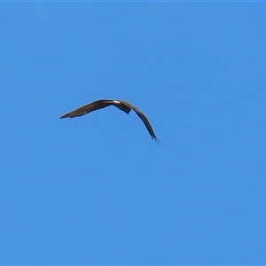 Circus approximans (Swamp Harrier) at Fyshwick, ACT - 29 Sep 2025 by RodDeb