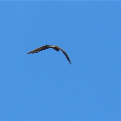 Circus approximans (Swamp Harrier) at Fyshwick, ACT - 29 Sep 2025 by RodDeb