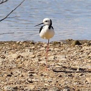 Himantopus leucocephalus (Pied Stilt) at Fyshwick, ACT - 29 Sep 2025 by RodDeb