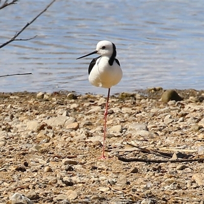 Himantopus leucocephalus (Pied Stilt) at Fyshwick, ACT - 29 Sep 2025 by RodDeb