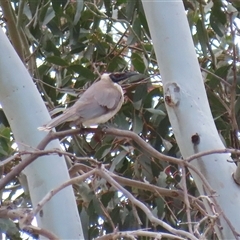Philemon corniculatus (Noisy Friarbird) at Tharwa, ACT - 30 Sep 2025 by RodDeb