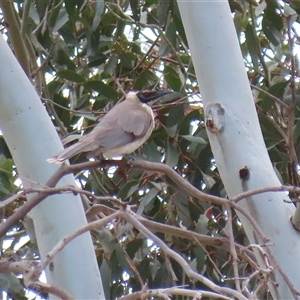 Philemon corniculatus (Noisy Friarbird) at Tharwa, ACT - 30 Sep 2025 by RodDeb