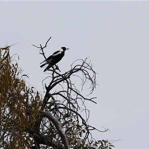 Gymnorhina tibicen (Australian Magpie) at Tharwa, ACT - 30 Sep 2025 by RodDeb