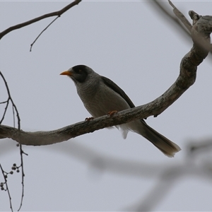 Manorina melanocephala (Noisy Miner) at Tharwa, ACT - 30 Sep 2025 by RodDeb