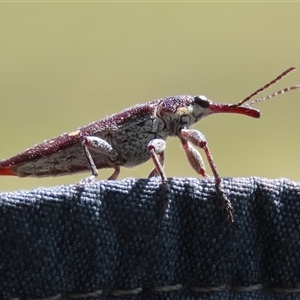 Rhinotia bidentata (Two-spot Rhinotia weevil) at Tharwa, ACT - 30 Sep 2025 by RodDeb