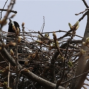 Gymnorhina tibicen (Australian Magpie) at Gordon, ACT - 30 Sep 2025 by RodDeb