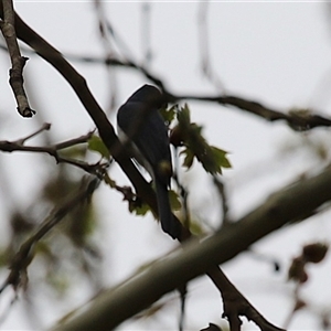 Myiagra inquieta (Restless Flycatcher) at Gordon, ACT - 30 Sep 2025 by RodDeb