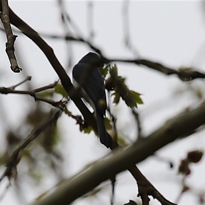 Myiagra inquieta (Restless Flycatcher) at Gordon, ACT - 30 Sep 2025 by RodDeb