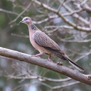 Spilopelia chinensis (Spotted Dove) at Gordon, ACT - 30 Sep 2025 by RodDeb