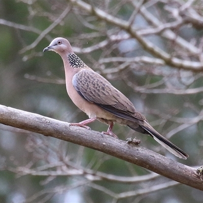 Spilopelia chinensis (Spotted Dove) at Gordon, ACT - 30 Sep 2025 by RodDeb