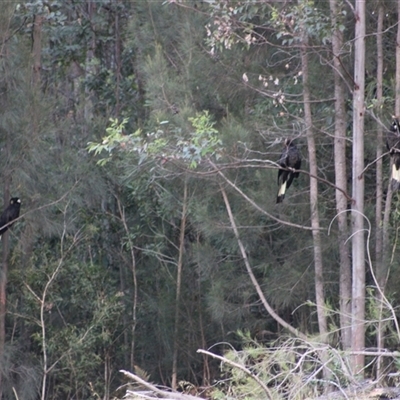 Zanda funerea (Yellow-tailed Black-Cockatoo) at Pappinbarra, NSW - 17 Oct 2025 by AngFrost