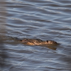 Hydromys chrysogaster (Rakali or Water Rat) at Fyshwick, ACT - 29 Sep 2025 by davidcunninghamwildlife