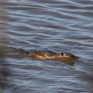 Hydromys chrysogaster (Rakali or Water Rat) at Fyshwick, ACT - 29 Sep 2025 by davidcunninghamwildlife