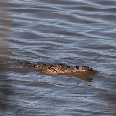 Hydromys chrysogaster (Rakali or Water Rat) at Fyshwick, ACT - 29 Sep 2025 by davidcunninghamwildlife