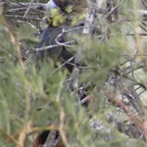 Calyptorhynchus lathami lathami (Glossy Black-Cockatoo) at Marulan, NSW - 26 Oct 2019 by GITM2