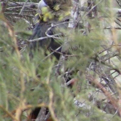 Calyptorhynchus lathami lathami (Glossy Black-Cockatoo) at Marulan, NSW - 26 Oct 2019 by GITM2