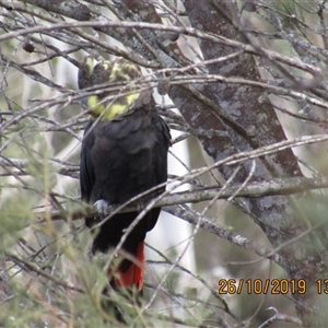 Calyptorhynchus lathami lathami (Glossy Black-Cockatoo) at Marulan, NSW - 26 Oct 2019 by GITM2