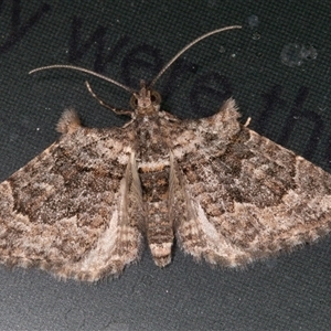 Phrissogonus laticostata (Apple looper moth) at Symonston, ACT - 30 Sep 2025 by rawshorty