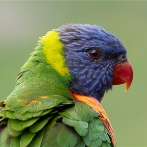 Trichoglossus moluccanus (Rainbow Lorikeet) at Symonston, ACT - 1 Oct 2025 by rawshorty
