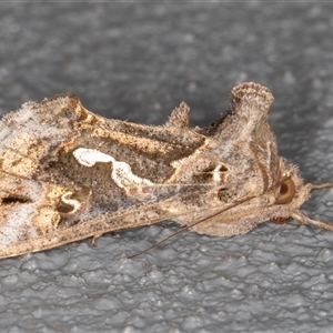 Chrysodeixis argentifera (Tobacco Looper) at Symonston, ACT - 1 Oct 2025 by rawshorty